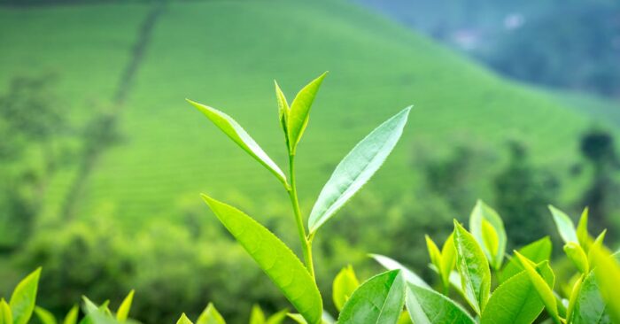 茶葉から立ち上る香り分子のイメージと紅茶の香気成分を感じる穏やかな雰囲気